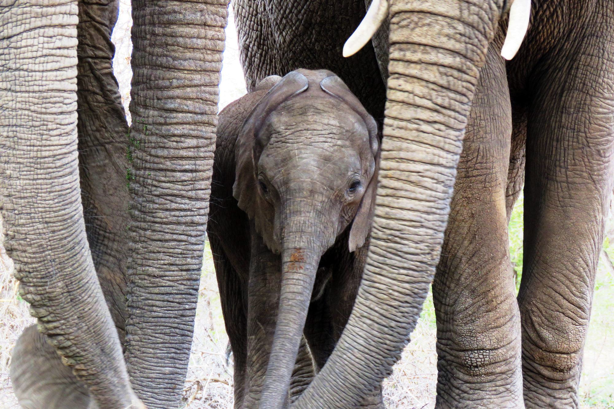 Pachyderm protection: Elephant mothers around baby.