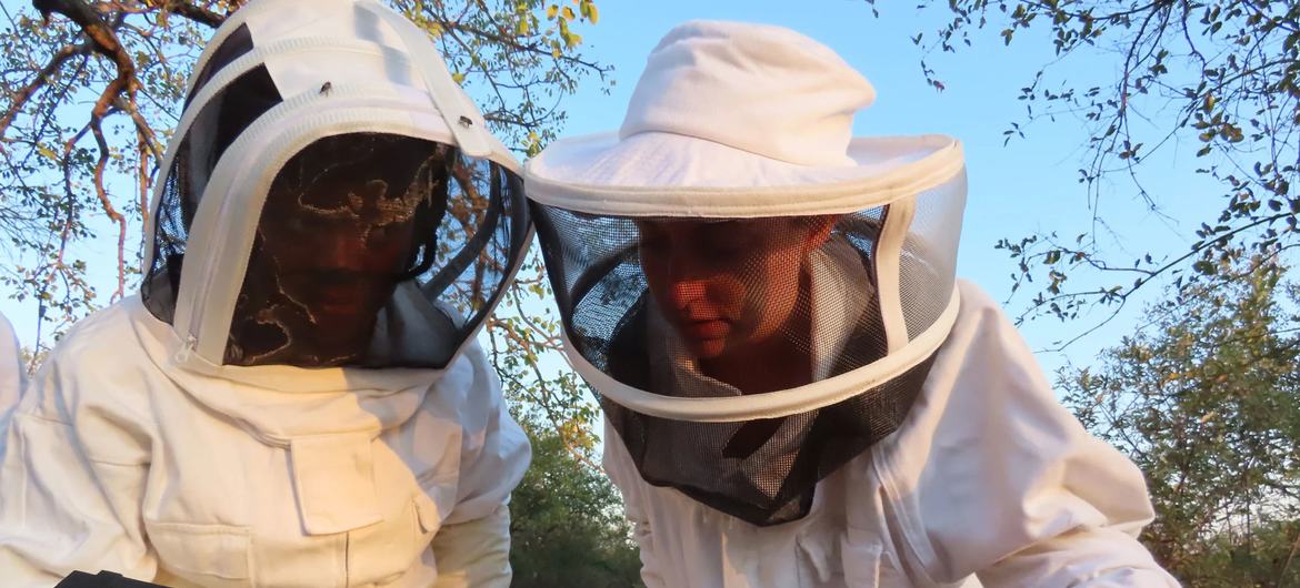 Abelhas mais saudáveis produzem uma maior quantidade e qualidade de mel, o que aumenta as rendas dos apicultores e melhora o sustento das suas famílias. 