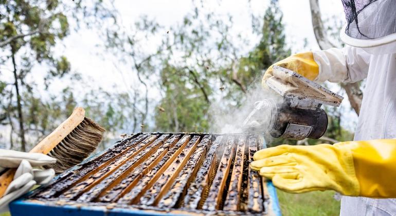 Sehemu muhimu ya mradi wa FAO nchini Rwanda ilihusisha kubadilisha mizinga ya nyuki ya kawaida na mizinga ya kisasa ya mstatili ambayo hurahisisha uvunaji wa asali, kuongeza uzalishaji wa asali na mapato ya wafugaji nyuki maradufu au mara tatu.