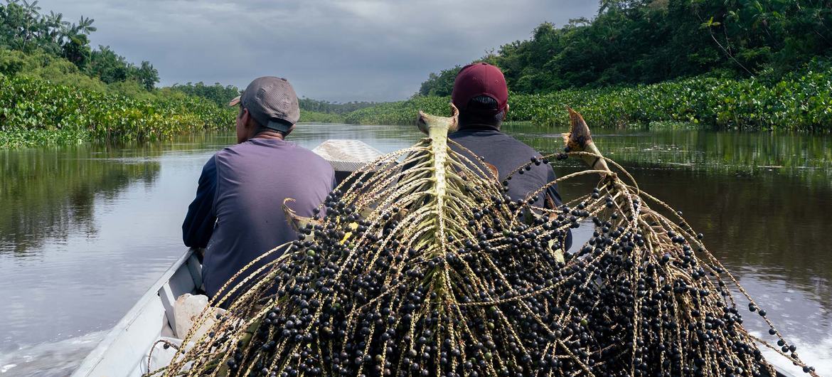 Associação Uasei dos Povos Indígenas do Oiapoque