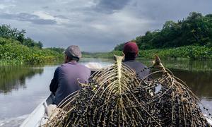 Los pueblos indígenas de Amapá, Brasil, construyen un modelo pionero de bioeconomía basado en la sostenibilidad, la preservación cultural y la autonomía económica.