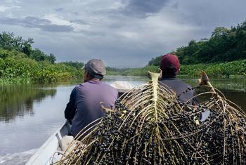 Los pueblos indígenas de Amapá, Brasil, construyen un modelo pionero de bioeconomía basado en la sostenibilidad, la preservación cultural y la autonomía económica.