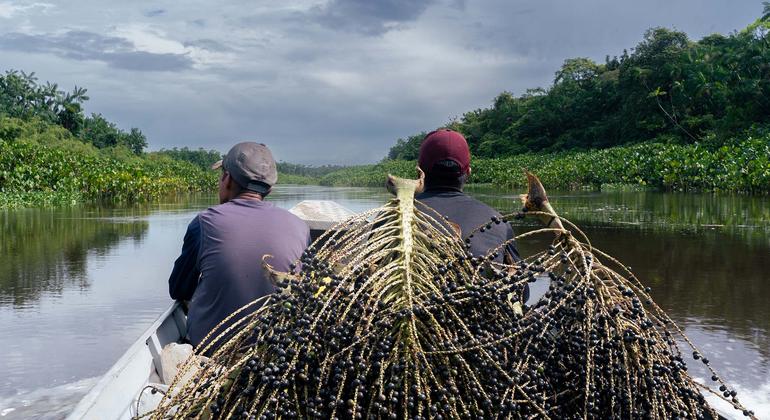 ब्राज़ील का यह संगठन चार आदिवासी समुदायों को जोड़ता है और açaí फल पर आधारित जैव-अर्थव्यवस्था को आगे बढ़ाता है. 