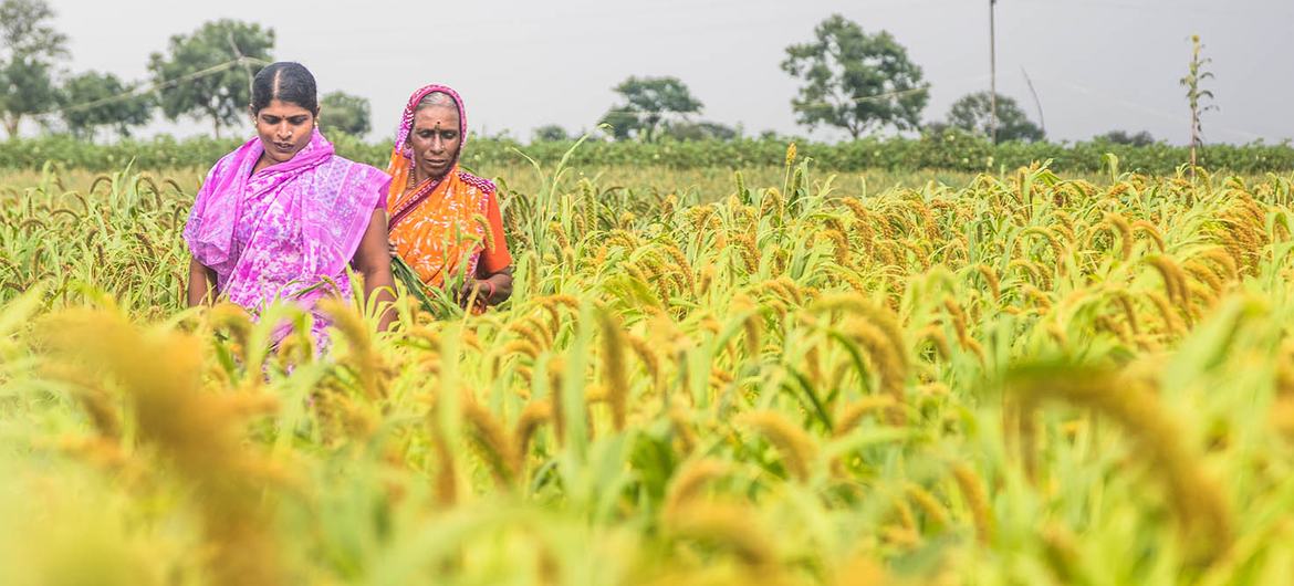 Des femmes d'une organisation d'agriculture durable du Karnataka, en Inde. Des femmes d'une organisation d'agriculture durable du Karnataka, en Inde.