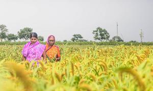 Women from a sustainability agriculture organization in Karnataka, India (file)