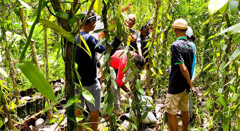 इंडोनेशिया में मित्रा BUMMA संगठन.