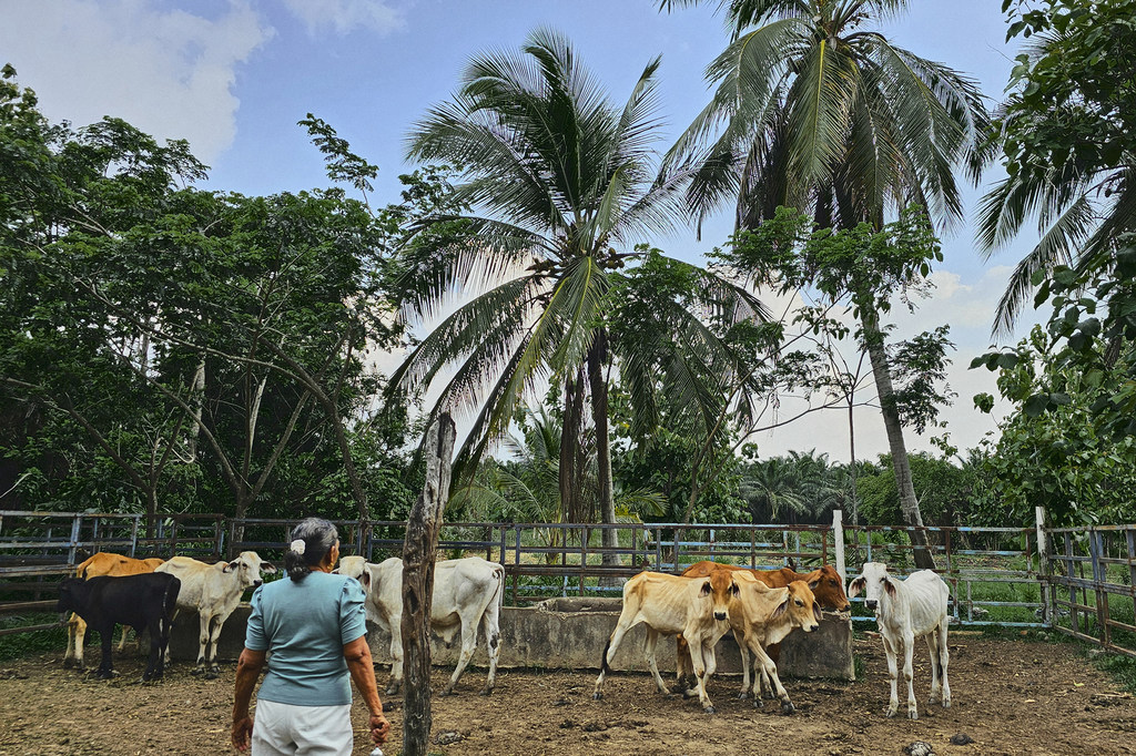Dans le cadre du projet, les agriculteurs ont appris à gérer le bétail de manière durable.