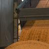 Un camión descargando granos de maíz en una fábrica de procesamiento en Ucrania