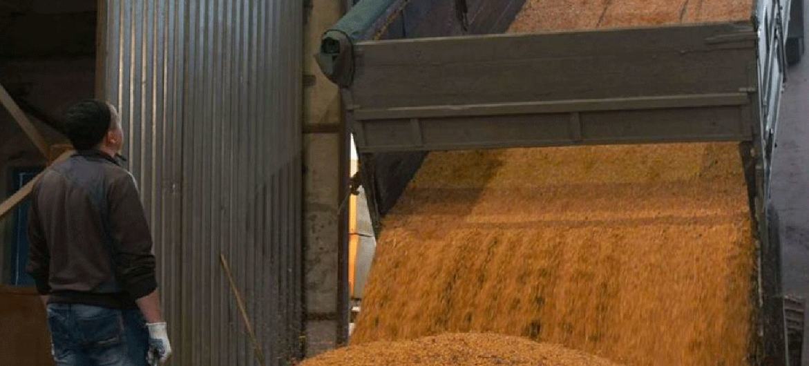 Caminhão descarrega grãos de milho em uma fábrica de processamento na Ucrânia