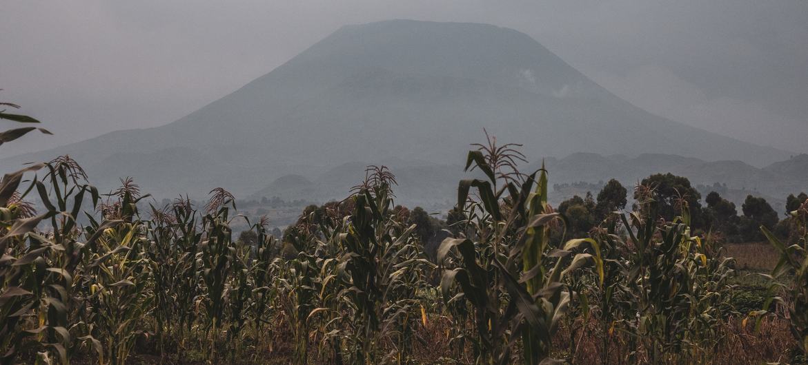 The Democratic Republic of the Congo holds some of the world's largest copper reserves, yet most of the mineral is exported, limiting the country's ability to benefit fully from this valuable resource. The Democratic Republic of the Congo holds some of the world's largest copper reserves, yet most of the mineral is exported, limiting the country's ability to benefit fully from this valuable resource.