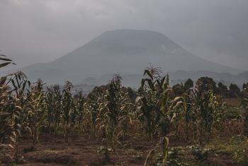 Farmlands in eastern Democratic Republic of the Congo, where many communities have been displaced due to conflict and disasters. (file photo)