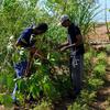 Deux hommes travaillant sur un projet de résilience climatique des Nations Unies à Santo Antão, Cabe Verde.