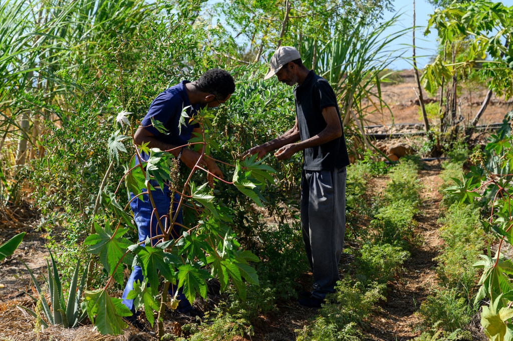 在佛得角，两名男子在联合国支持的一个气候恢复力项目中正在培育植物。