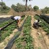 Brothers Alhadgie and Abdoulie Faal's fruit and vegetable business in Kanuma, The Gambia, is supported by the UN Capital Development Fund