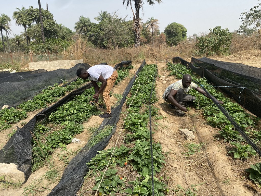 Brothers Alhadje and Abdoulie Faal's fruit and vegetable business in Kanuma, The Gambia, is supported by the United Nations Capital Development Fund