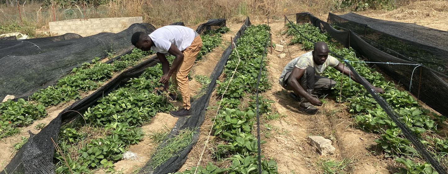 Brothers Alhadgie and Abdoulie Faal's fruit and vegetable business in Kanuma, The Gambia, is supported by the UN Capital Development Fund