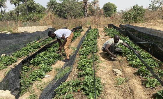 First Person: Passion to feed a healthier Gambia First Person: Passion to feed a healthier Gambia