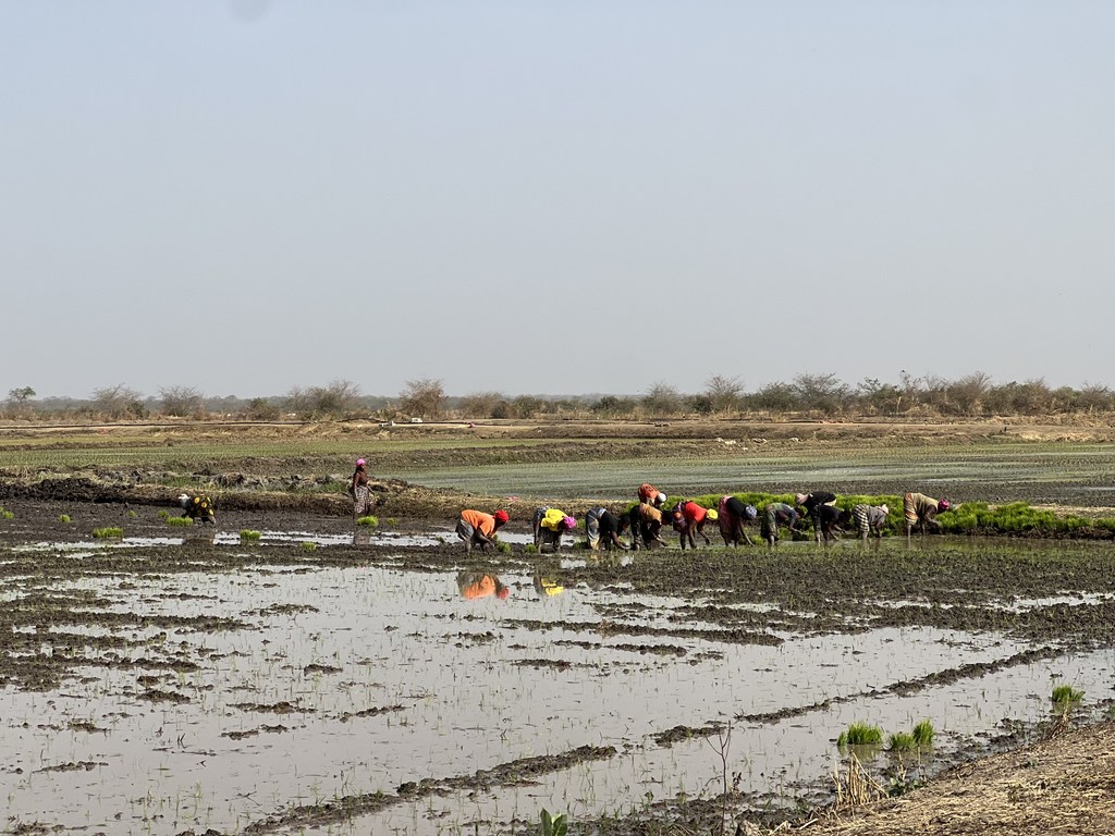 Women working in a rice field, The Gambia