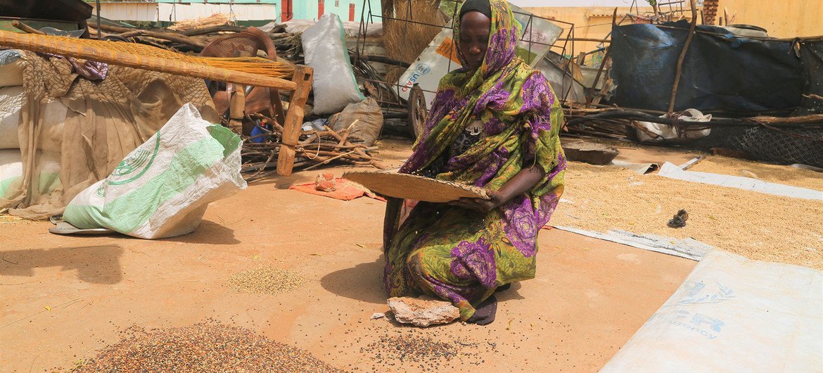 Displaced people in Darfur are receiving Sorghum provided by the World Food Programme. 