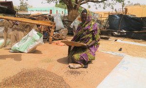 Displaced people in Darfur are receiving Sorghum provided by the World Food Programme. 