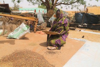 Displaced people in Darfur are receiving Sorghum provided by the World Food Programme. 