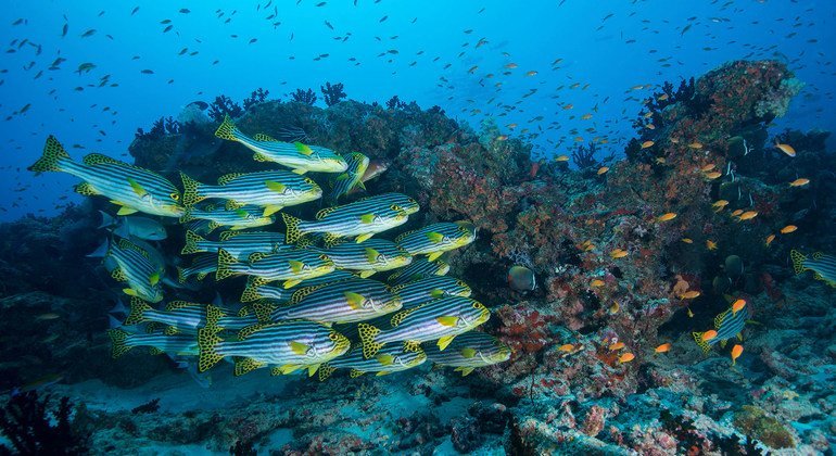 La valeur globale des activités économiques liées aux océans dépasse 1,5 billion de dollars par an.