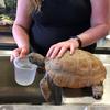 Gus, the oldest known gopher tortoise, lives at the Nova Scotia Museum of Natural History in Canada.