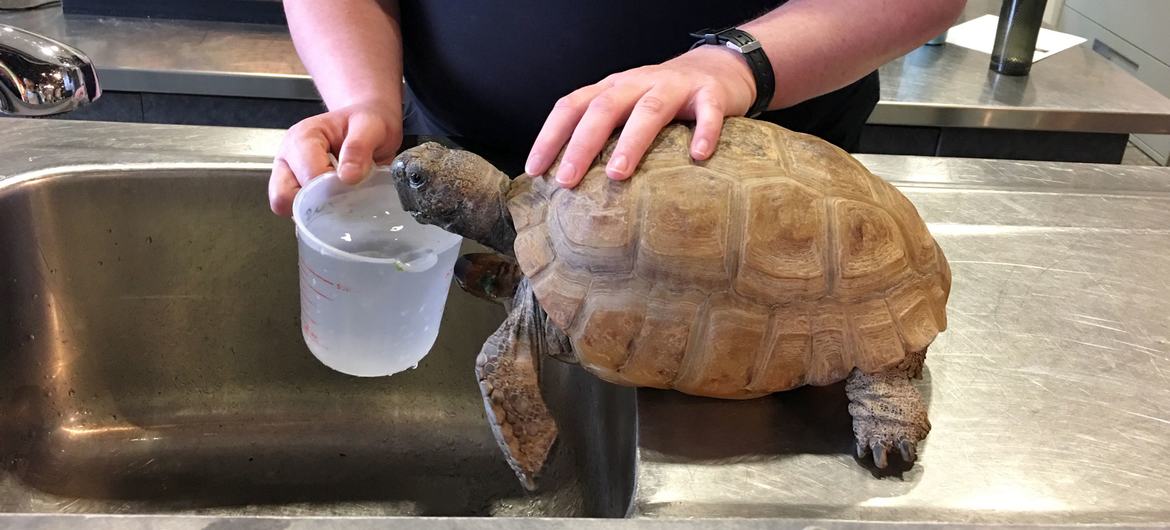Gus, la plus ancienne tortue gaufrée connue, vit au Musée d'histoire naturelle de la Nouvelle-Écosse au Canada.
