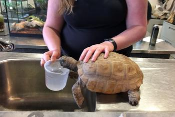 Gus, la tortuga topo más antigua conocida, vive en el Museo de Historia Natural de Nueva Escocia (Canadá).