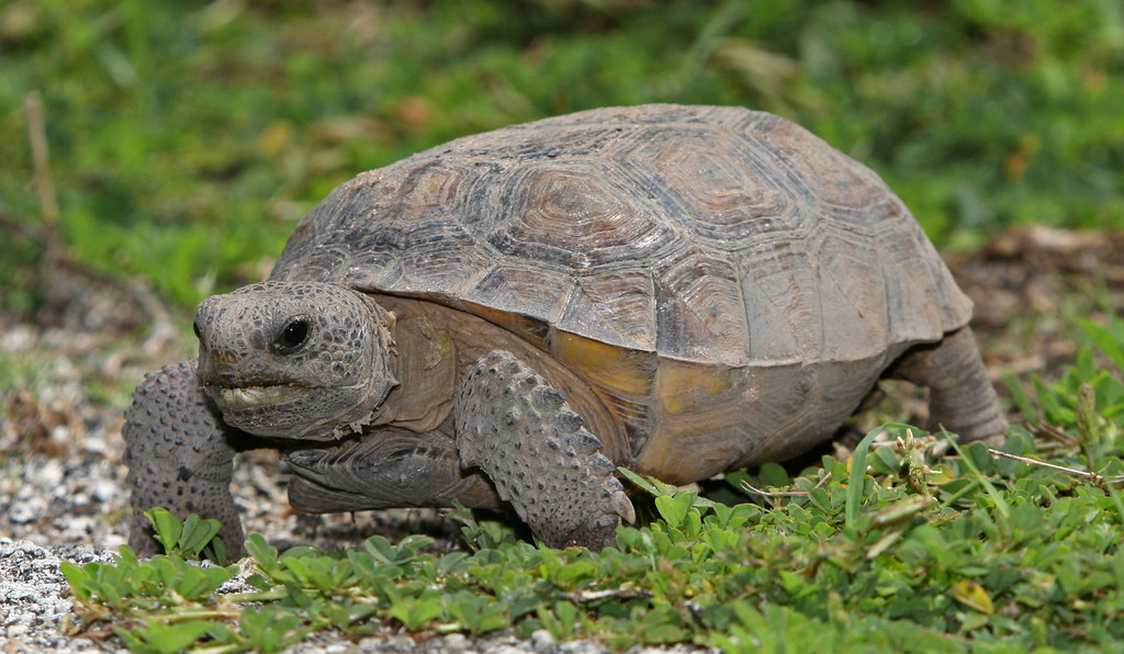 Désormais protégée dans la plupart des régions, la tortue gaufrée était autrefois largement consommée dans le sud des États-Unis.