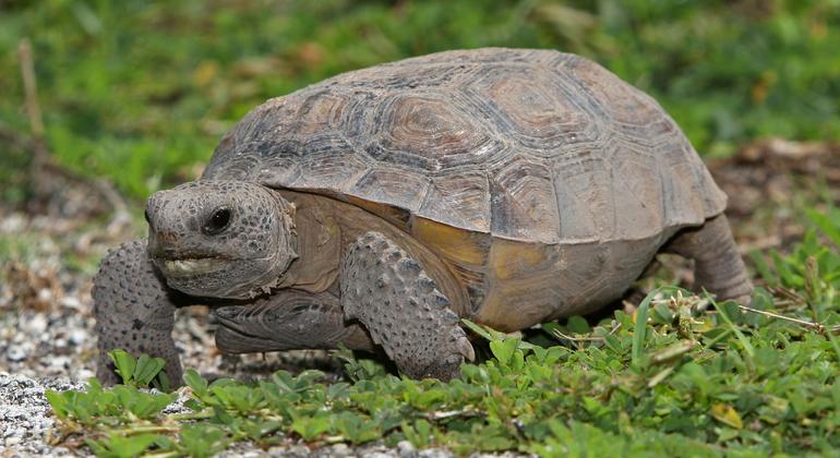 Now protected in most locales, the gopher tortoise was once eaten widely in the southern United States..