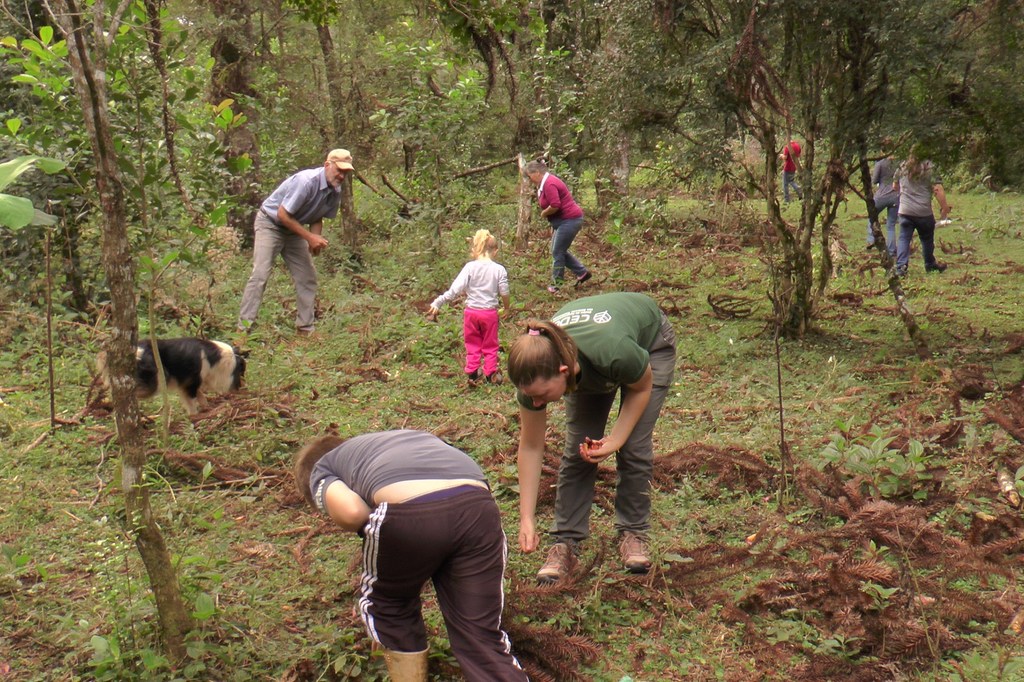 Hierba de mate a la sombra: un sistema agroforestal tradicional en la Floresta de Araucarias de Paraná.