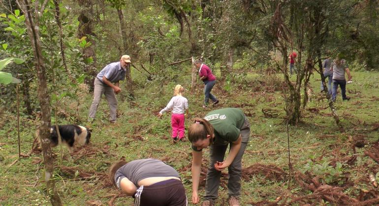 Hierba de mate a la sombra: un sistema agroforestal tradicional en la Floresta de Araucarias de Paraná.