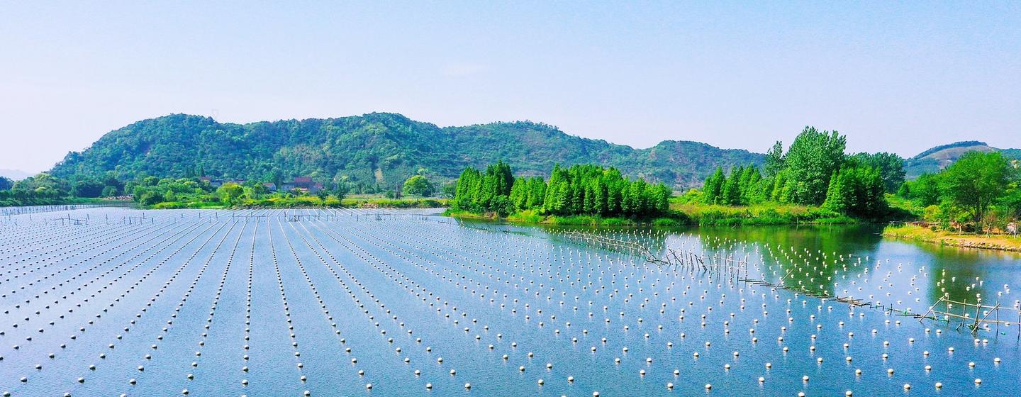 Ganhos de produtividade em países de renda média deverão induzir a produção global de commodities