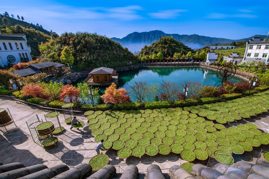 Sistema de cultivo del té blanco de Fuding en la provincia china de Fujian