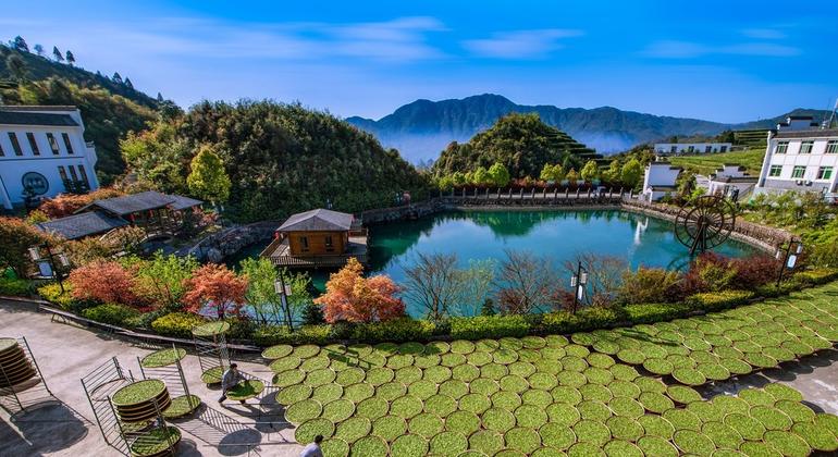 Sistema de cultivo del té blanco de Fuding en la provincia china de Fujian