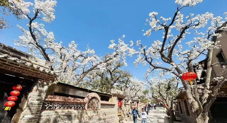 Sistema de huertos de perales antiguos de Gaolan Shichuan, en la provincia de Gansu.