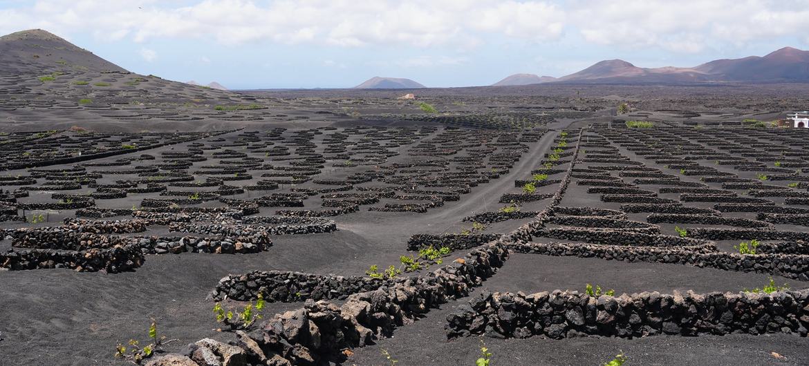 Sistemas Agrícolas en Jable y Arenas Volcánicas en la Isla de Lanzarote, España. Esta zona de viñedos, característica de Lanzarote, es un agrosistema único en el mundo.
