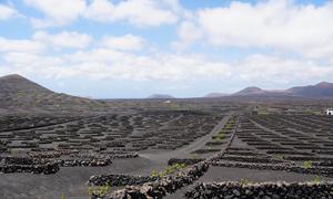 Sistemas Agrícolas en Jable y Arenas Volcánicas en la Isla de Lanzarote, España. Esta zona de viñedos, característica de Lanzarote, es un agrosistema único en el mundo.