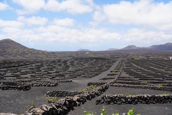 Sistemas Agrícolas en Jable y Arenas Volcánicas en la Isla de Lanzarote, España. Esta zona de viñedos, característica de Lanzarote, es un agrosistema único en el mundo.