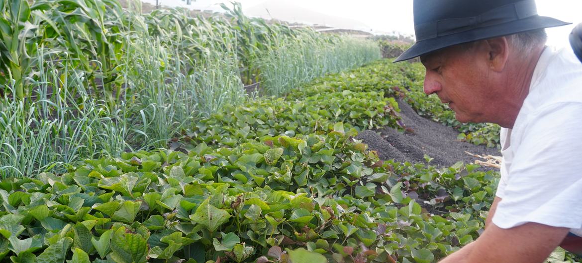 Antonio Mora trabalhando em sua fazenda usando a técnica enarenado. Sistemas agrícolas em Jable e areias vulcânicas na Ilha de Lanzarote, Espanha Antonio Mora trabalhando em sua fazenda usando a técnica enarenado. Sistemas agrícolas em Jable e areias vulcânicas na Ilha de Lanzarote, Espanha