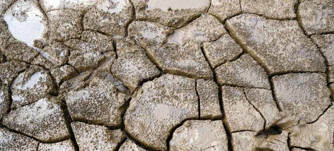 En el Corredor Seco de Centroamérica, la sequía y las lluvias irregulares están afectando gravemente a la agricultura de subsistencia.
