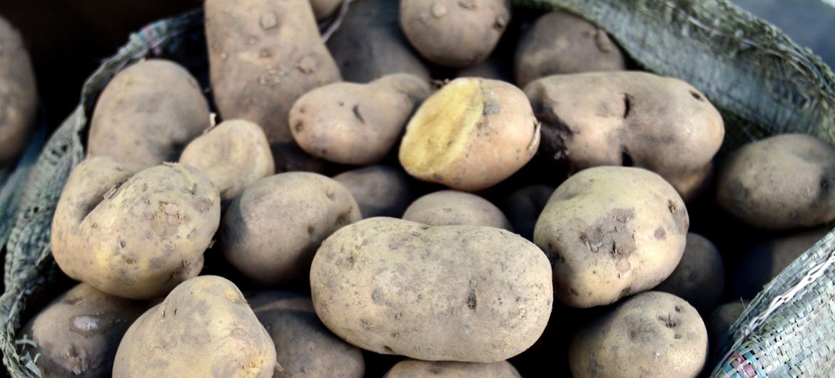 Основная цель проекта заключается в увеличении производственного потенциала картофельной отрасли Узбекистана.