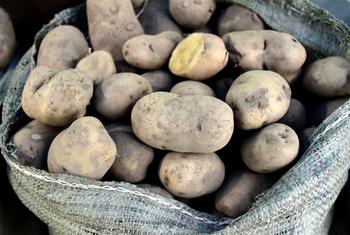 Existem mais de 5 mil variedades de batata