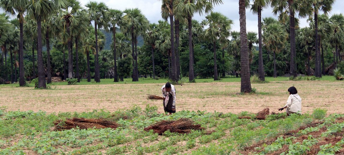 Farming remains the primary source of income for rural families in Myanmar.