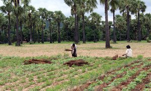 Farming remains the primary source of income for rural families in Myanmar.