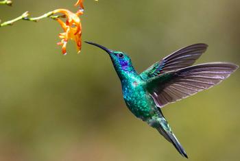 Close-up of a hummingbird near flower.