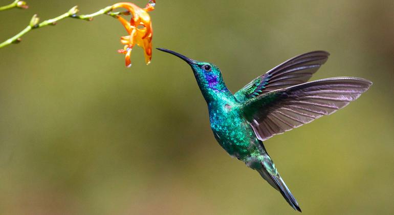 Gros plan d'un colibri près d'une fleur.