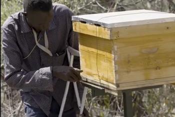 Nadipo Lotelei, mmoja wa wanufaika wa mradi wa mizinga ya nyuki kutoka shirika la Umoja wa Mataifa la mpango wa chakula duniani WFP.