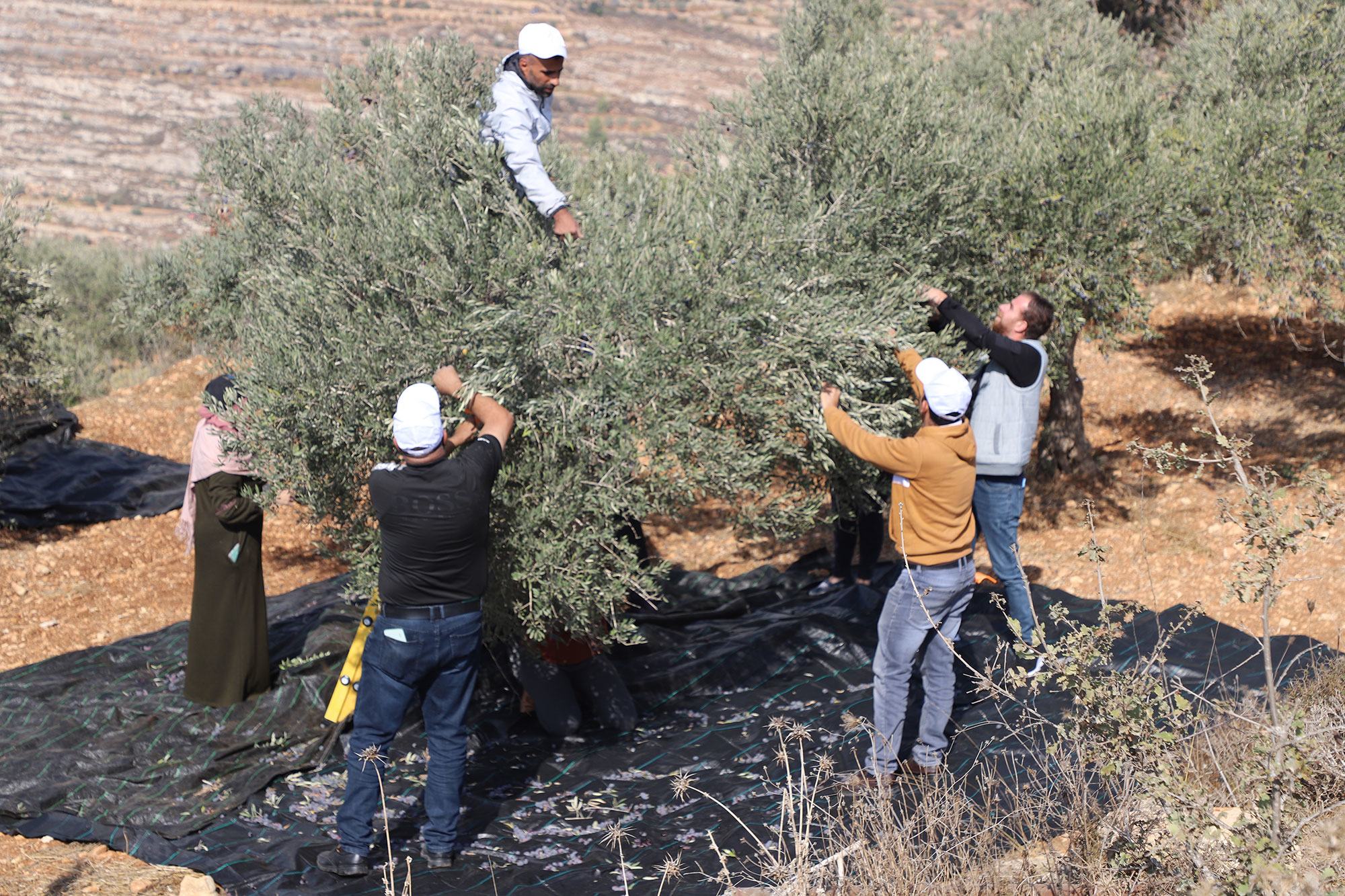 Récolte des olives en Cisjordanie, en octobre 2025.